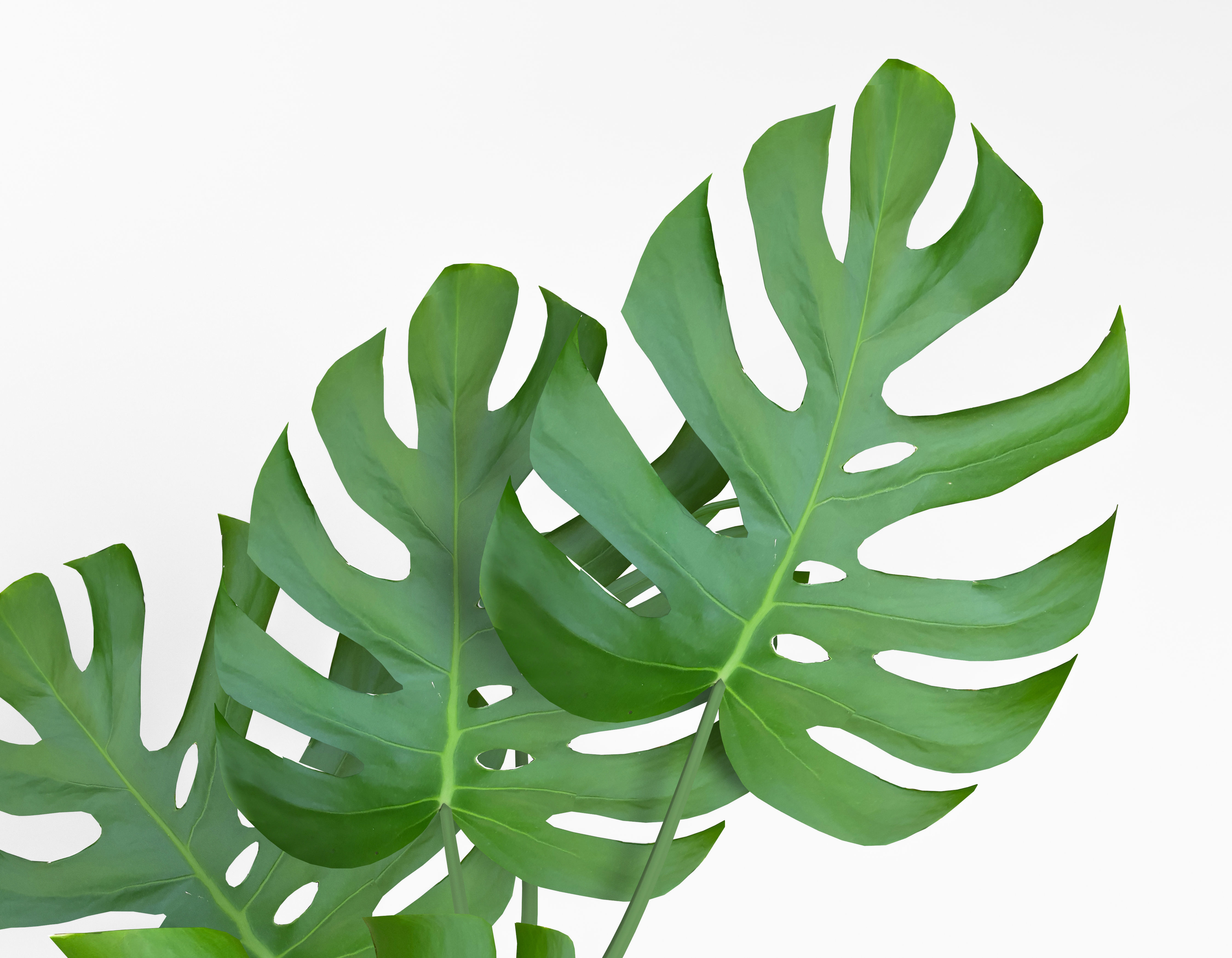 Monstera potted home flower Free 3D model_1