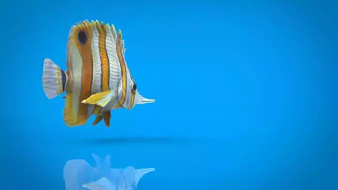 CORAL FISH Low-poly 3D model
