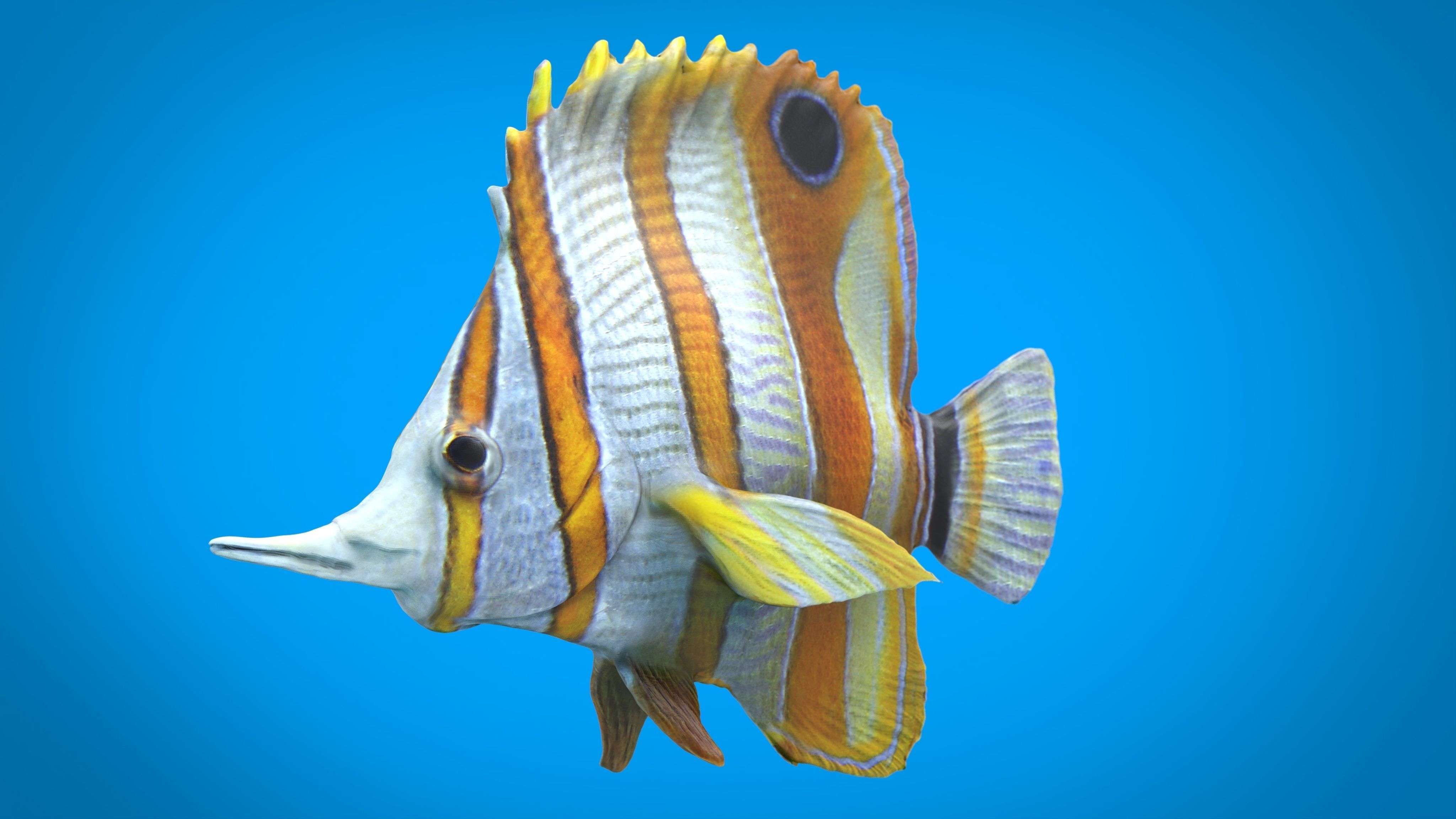 CORAL FISH Low-poly 3D model_3
