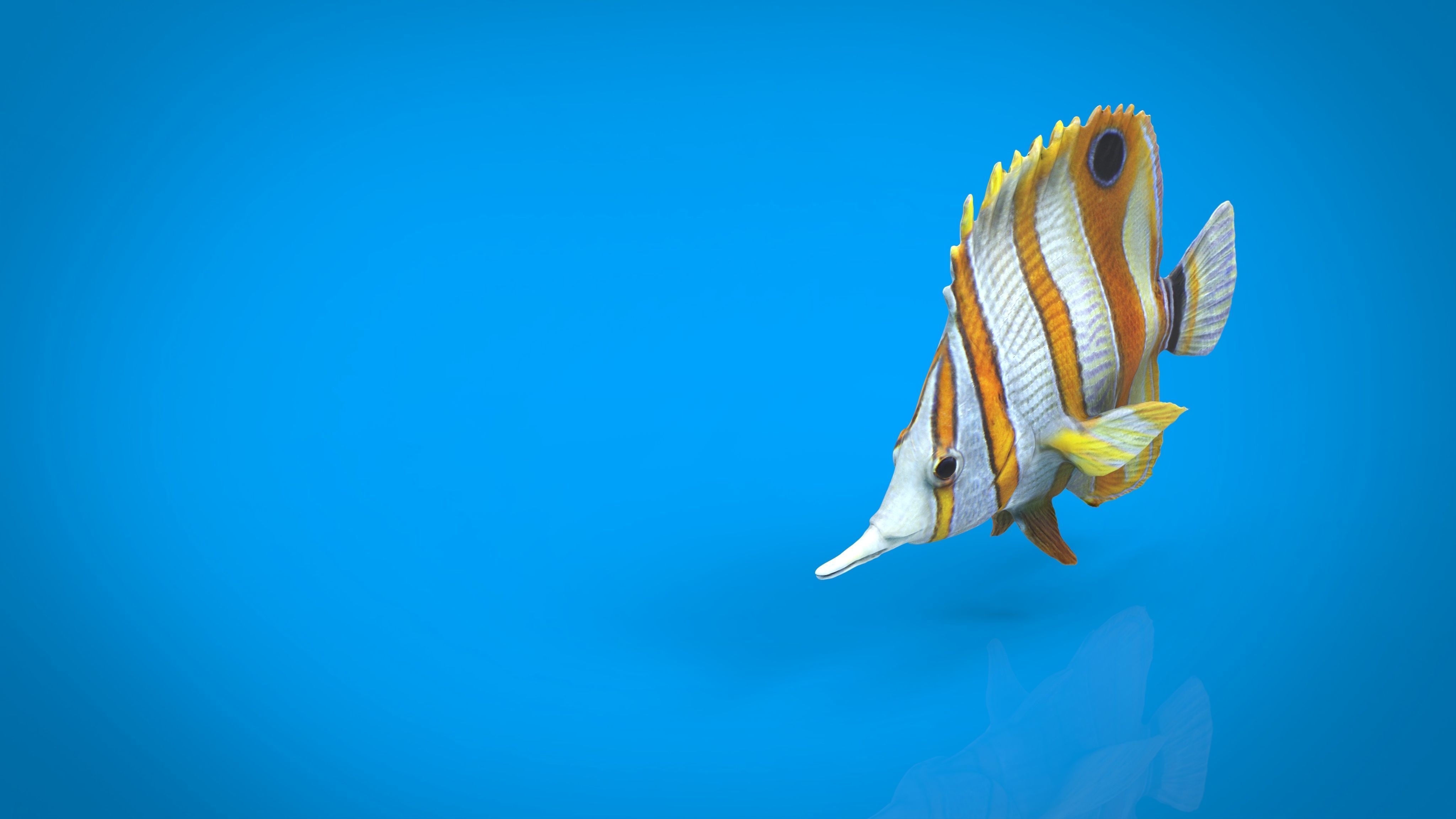 CORAL FISH Low-poly 3D model_2