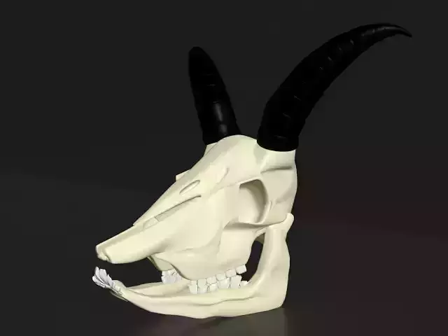 Goat Skull