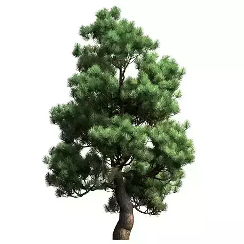 Decorative pine v2