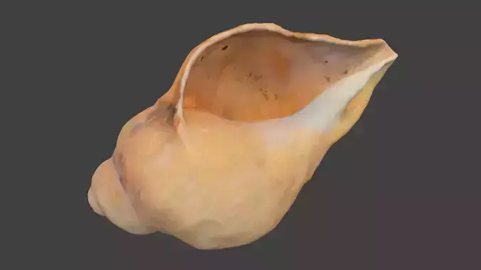 Pointed Spiral Seashell Photoscan Low-poly 3D model
