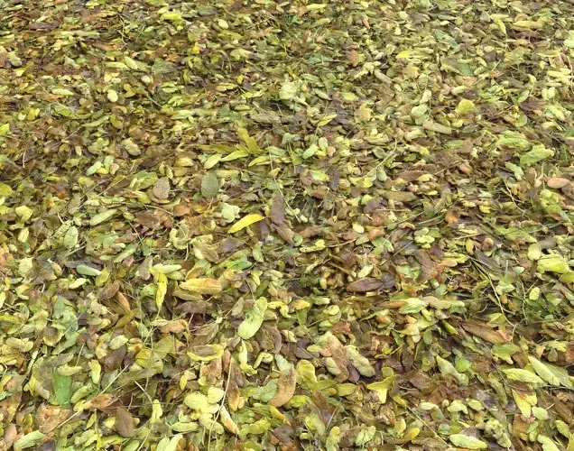 Forest Terrain Pack 21