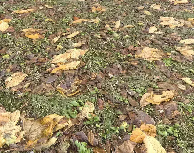 Forest Terrain Pack 19