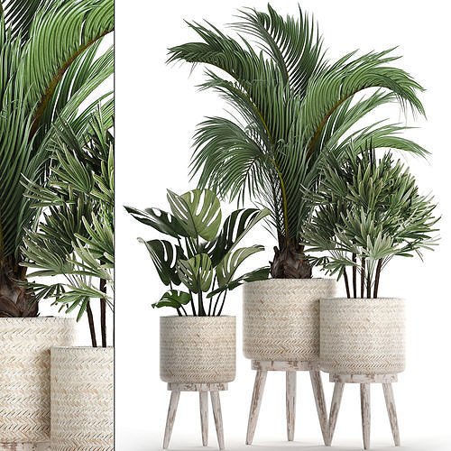 Collection of exotic plants in white pots 427 3D model