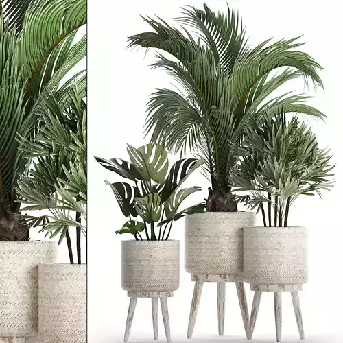 Collection of exotic plants in white pots 427 3D model