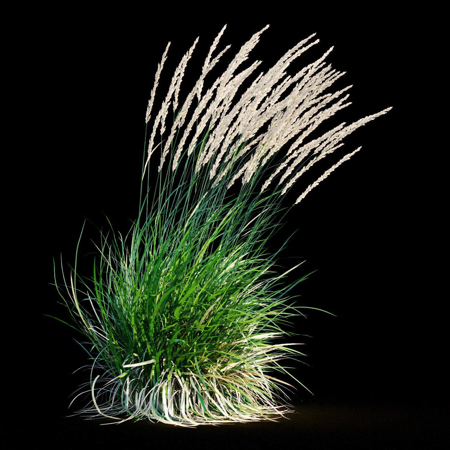 Feather reed grass in wind 3D model_4