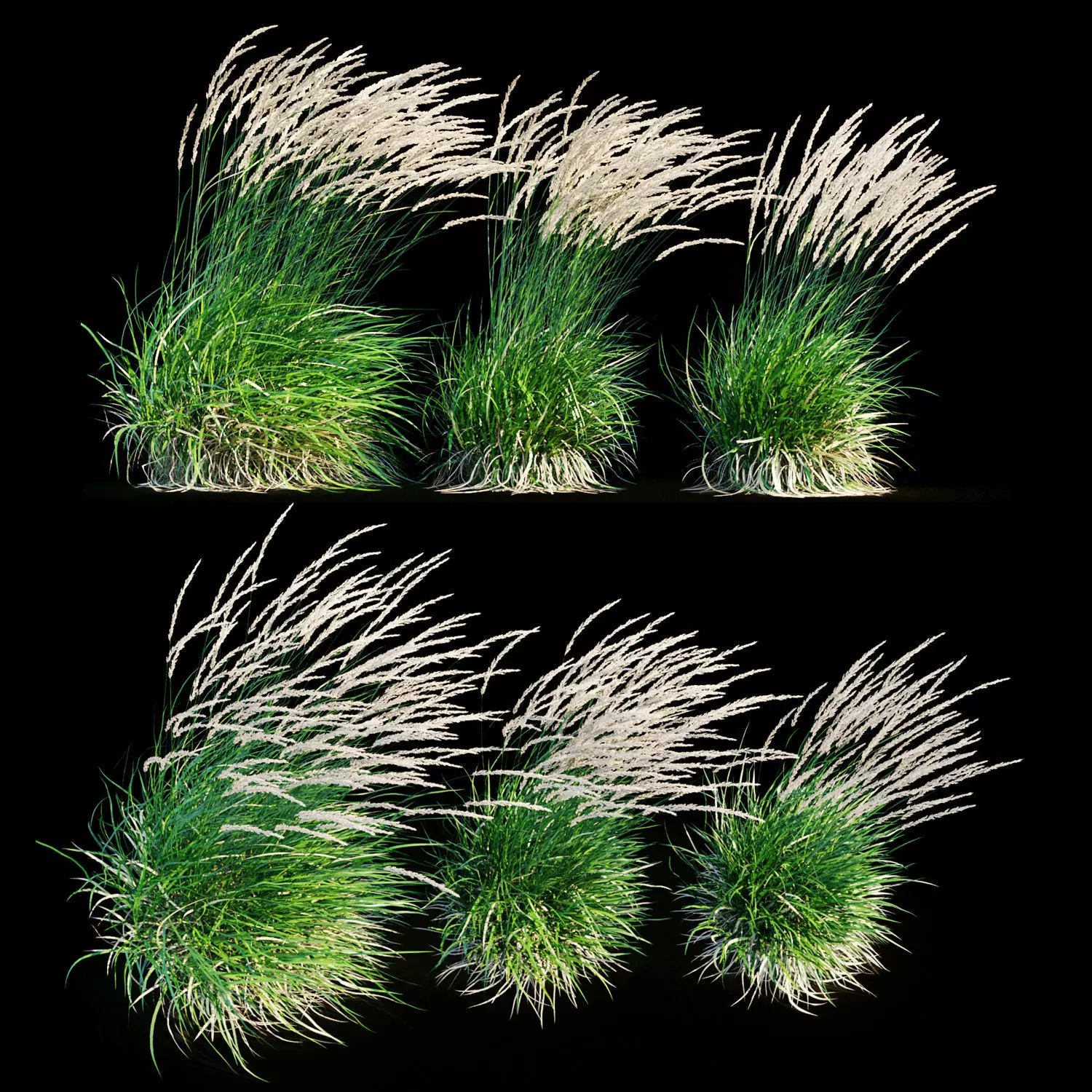 Feather reed grass in wind 3D model_0