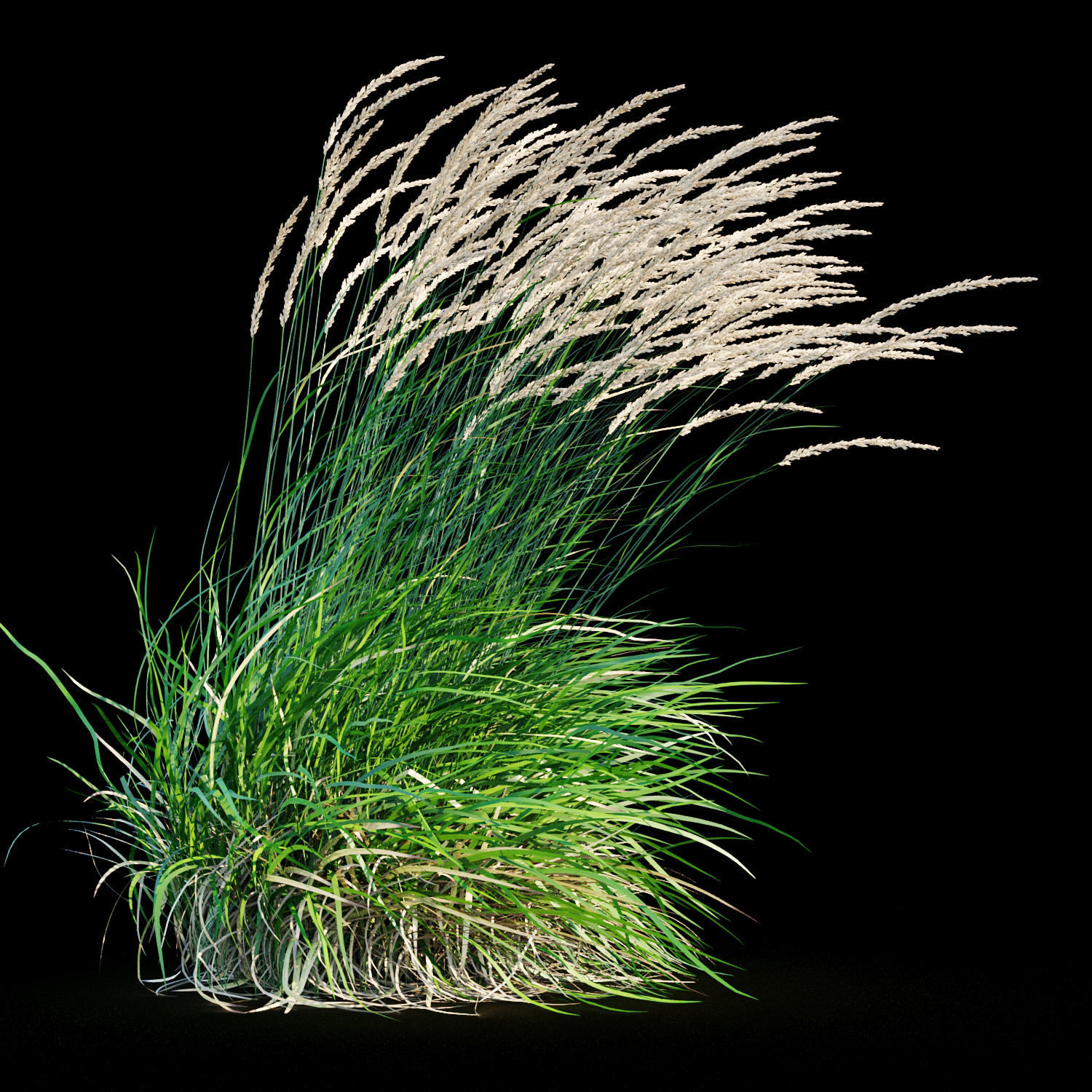 Feather reed grass in wind 3D model_2