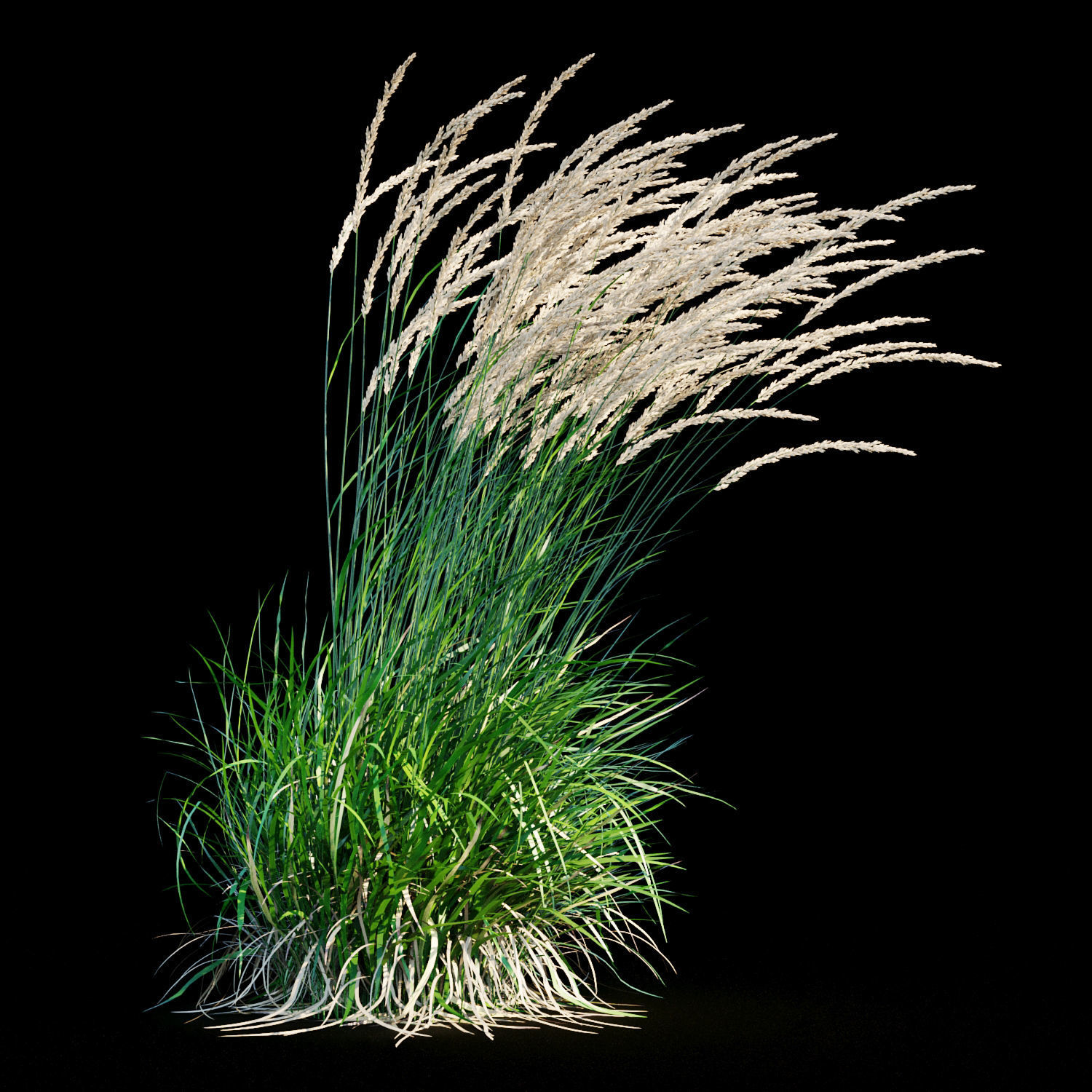 Feather reed grass in wind 3D model_3