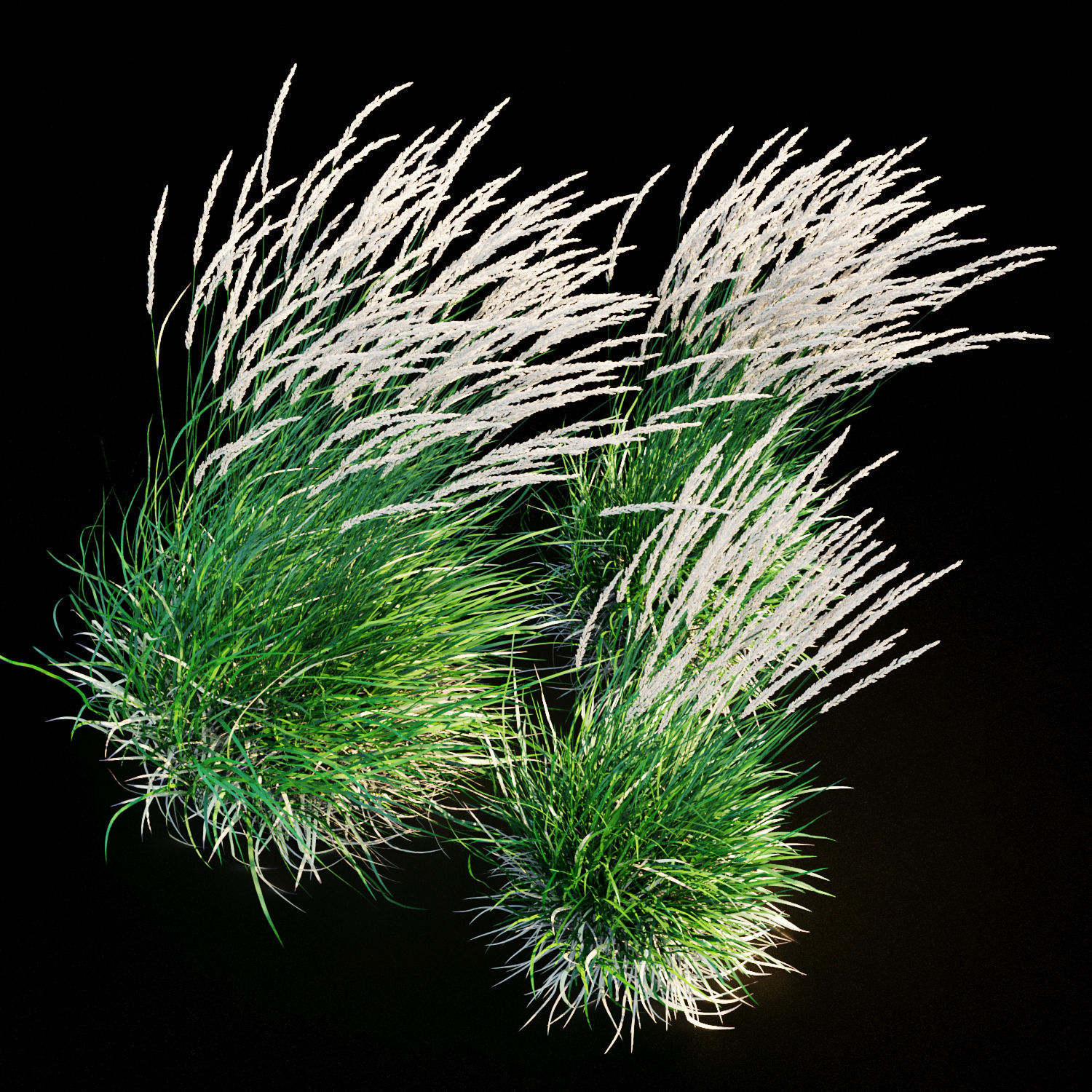 Feather reed grass in wind 3D model_1