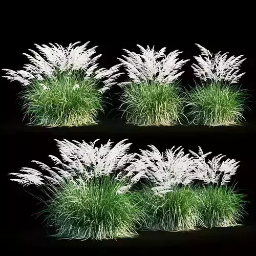 Miscanthus sinensis 3D model