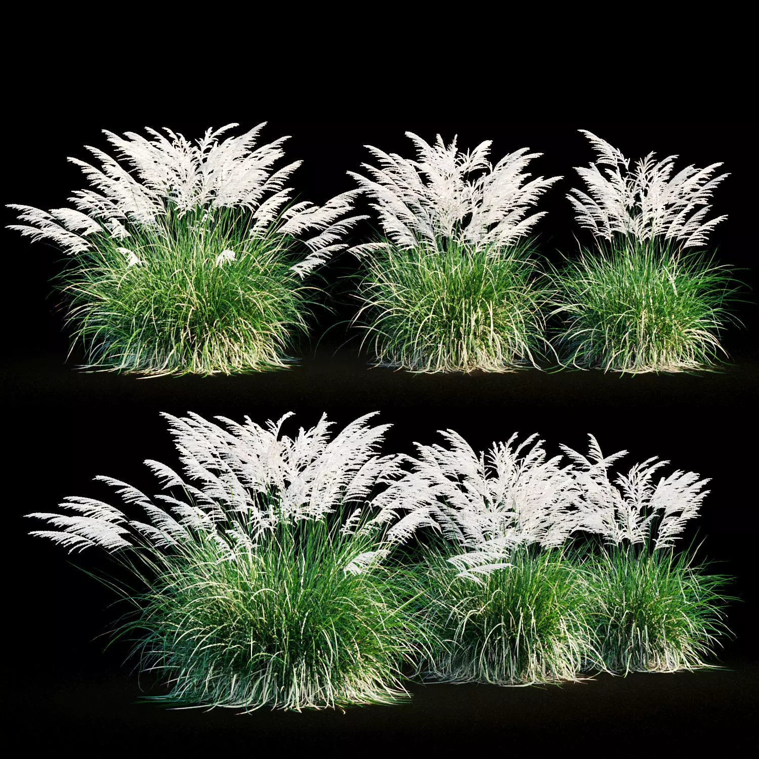 Miscanthus sinensis 3D model