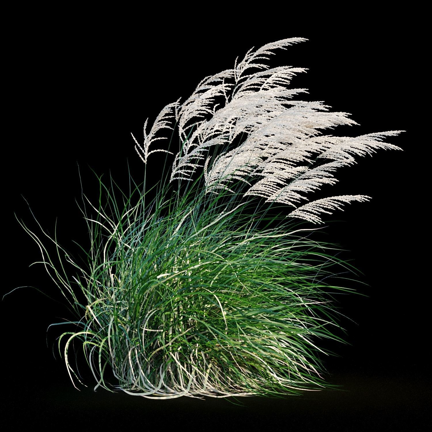 Miscanthus sinensis in wind 3D model_3