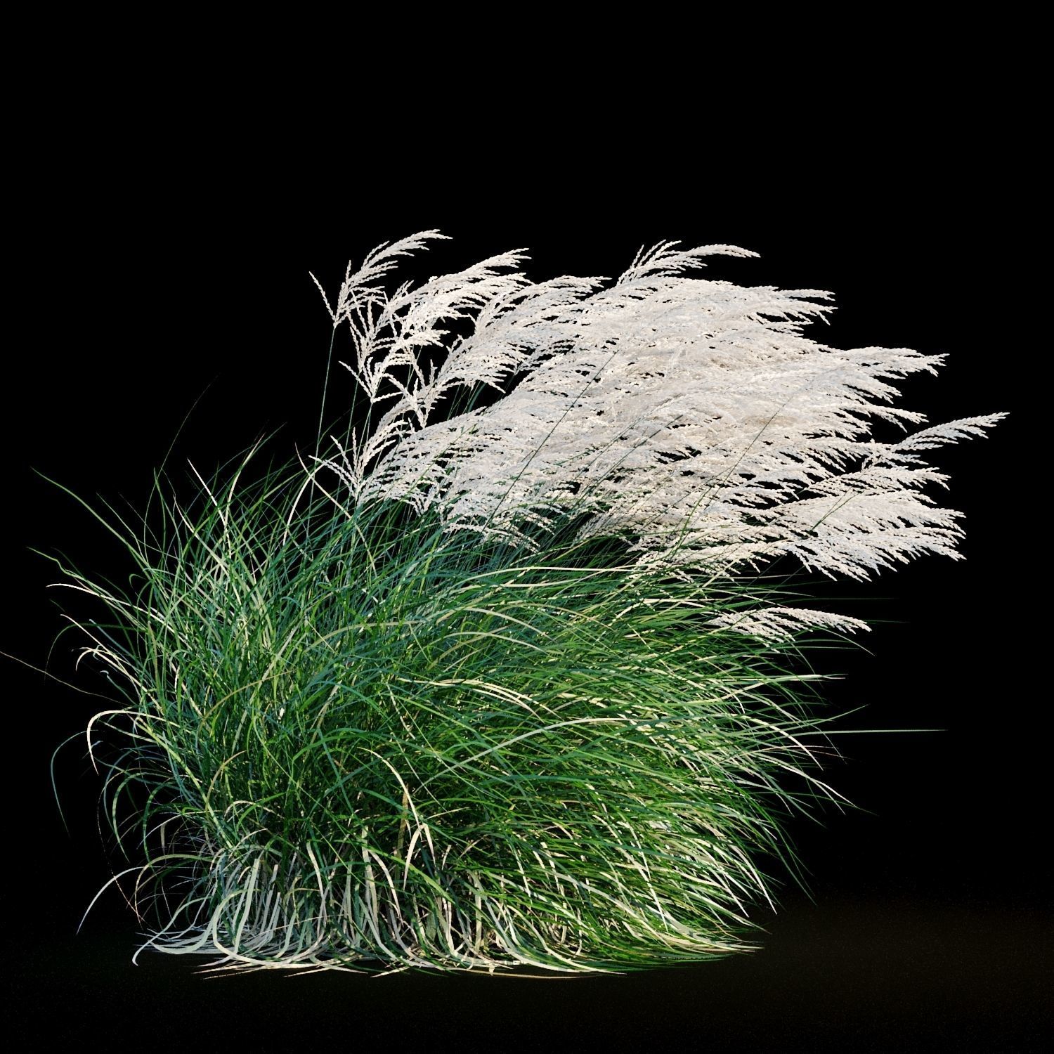 Miscanthus sinensis in wind 3D model_1