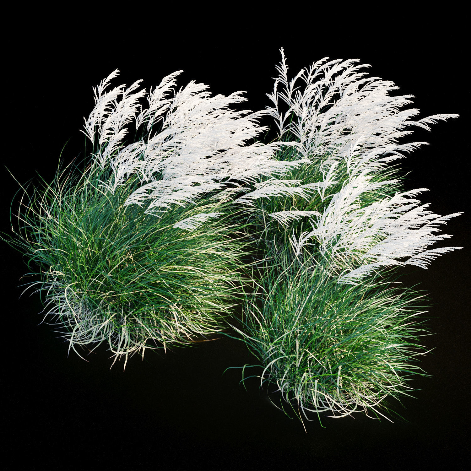 Miscanthus sinensis in wind 3D model_4