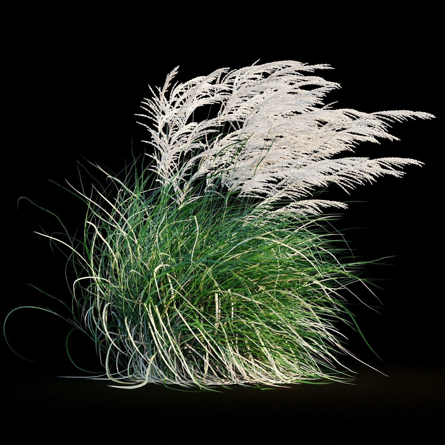 Miscanthus sinensis in wind 3D model_2