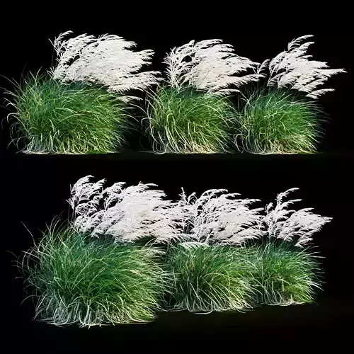 Miscanthus sinensis in wind 3D model