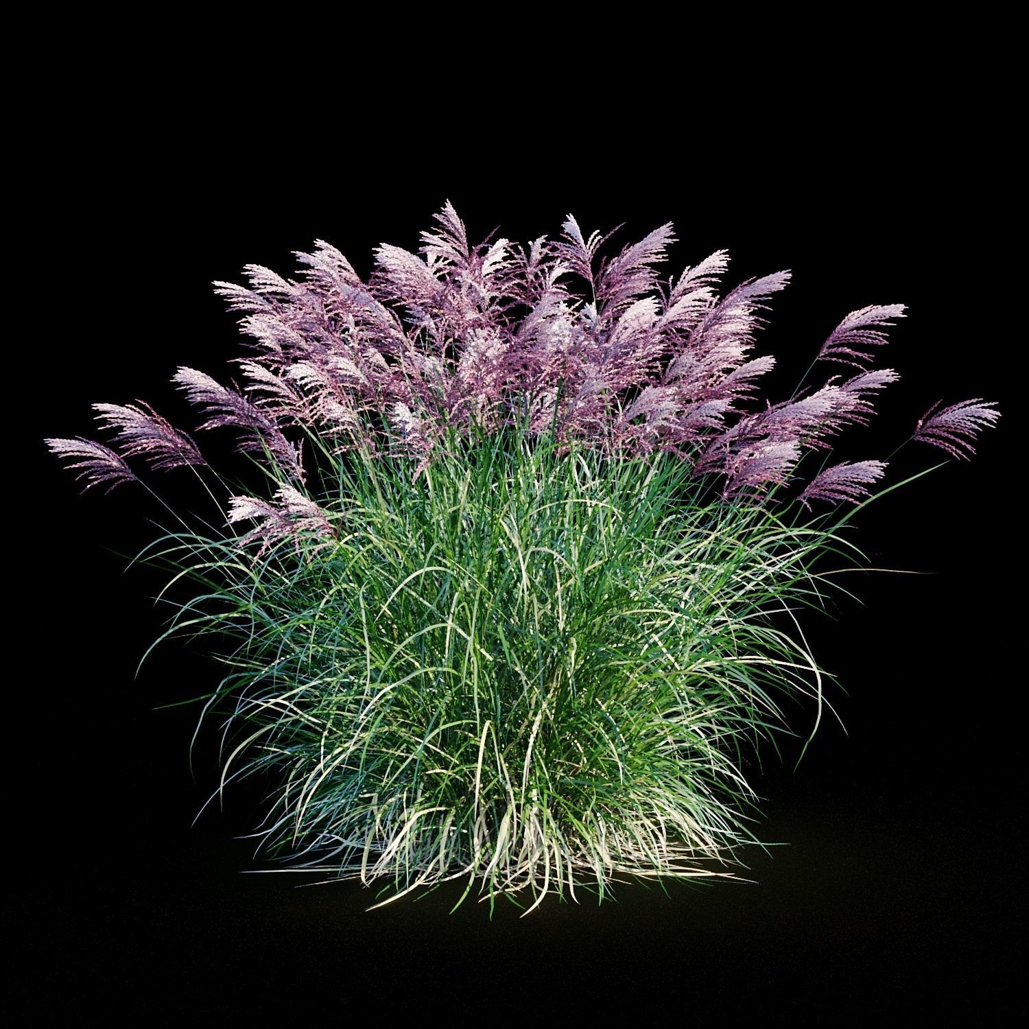 Miscanthus sinensis RED CHIEF 3D model_1