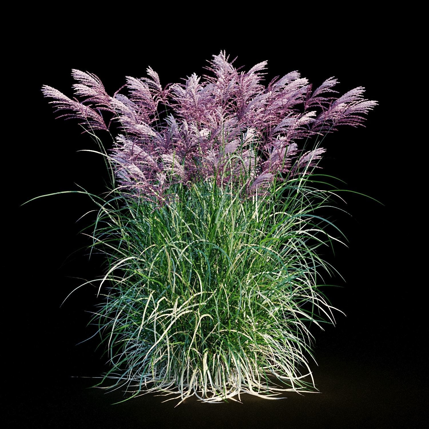 Miscanthus sinensis RED CHIEF 3D model_2