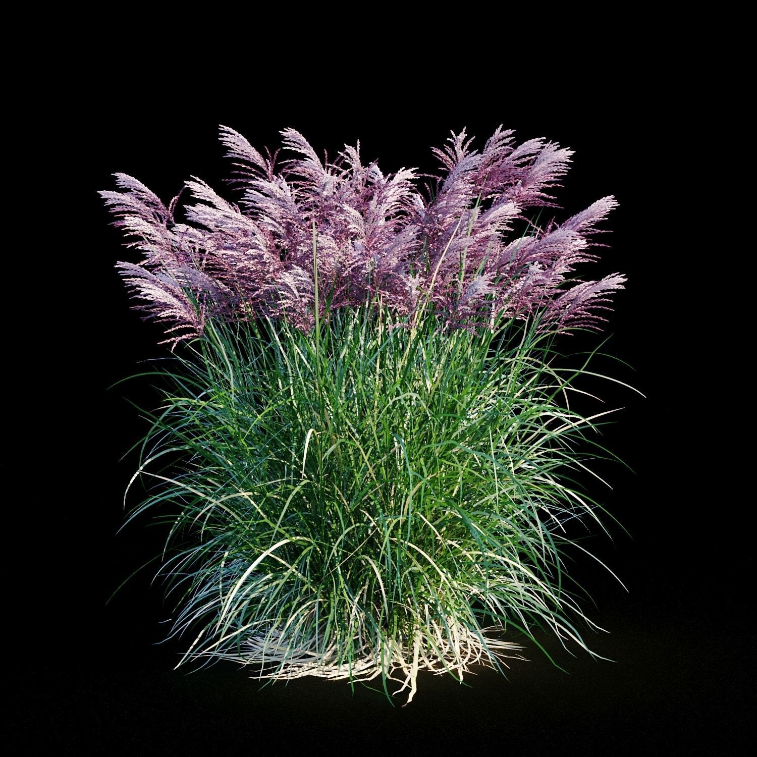 Miscanthus sinensis RED CHIEF 3D model_3