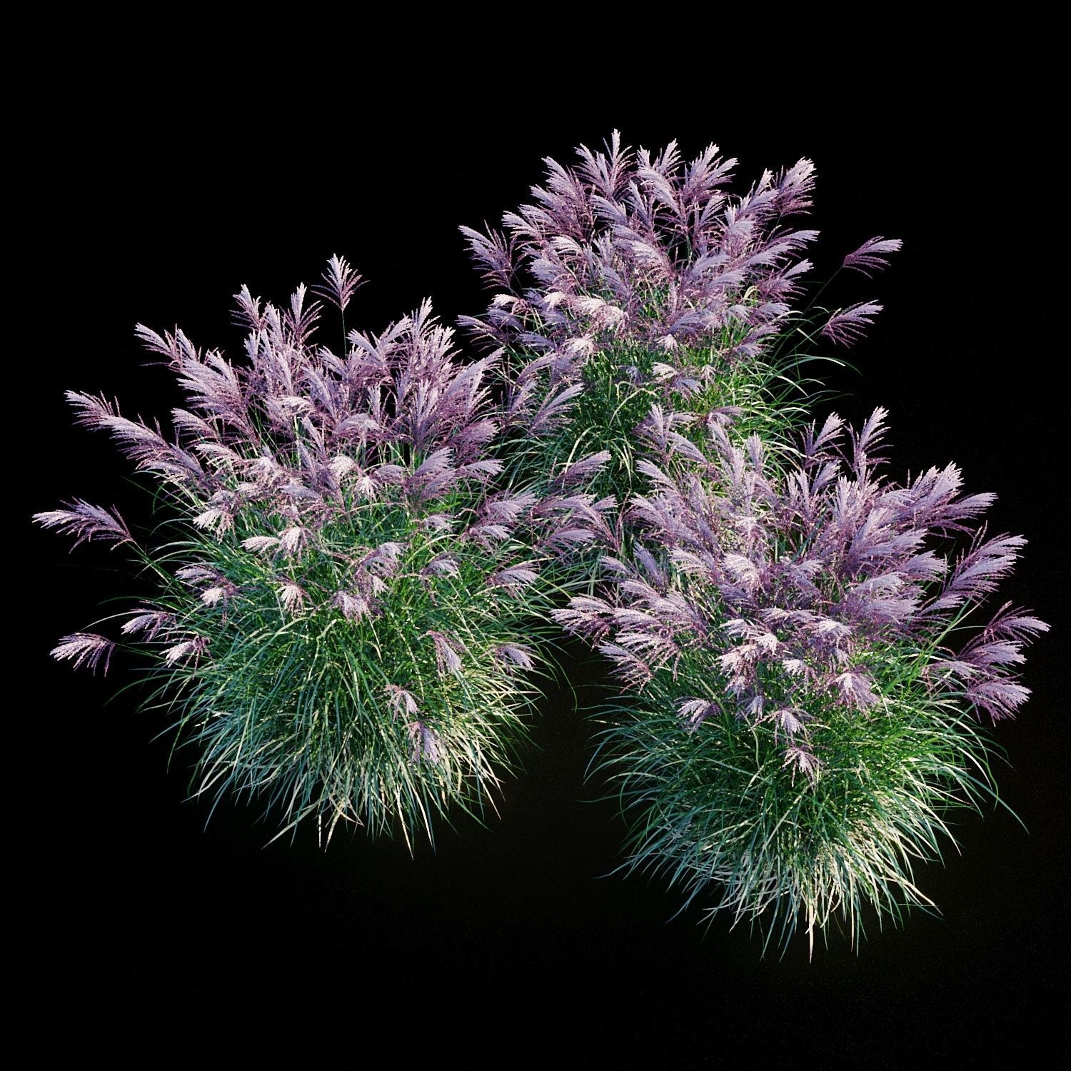 Miscanthus sinensis RED CHIEF 3D model_4