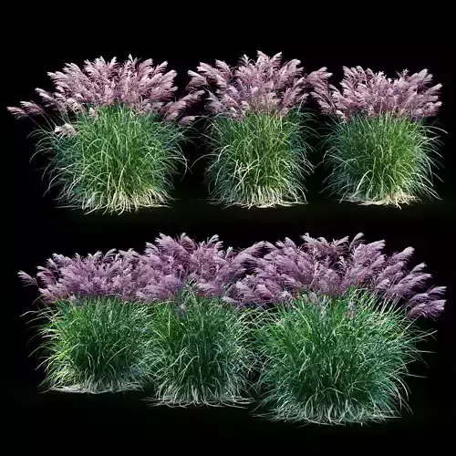 Miscanthus sinensis RED CHIEF 3D model