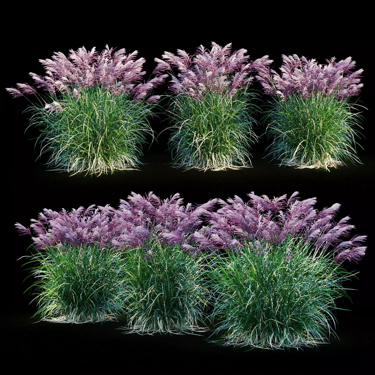 Miscanthus sinensis RED CHIEF 3D model_0