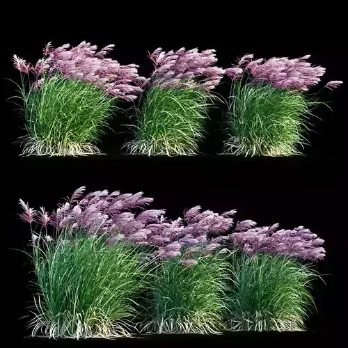 Miscanthus sinensis RED CHIEF in wind 3D model
