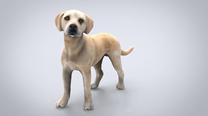 LABRADOR retriever Low-poly 3D model