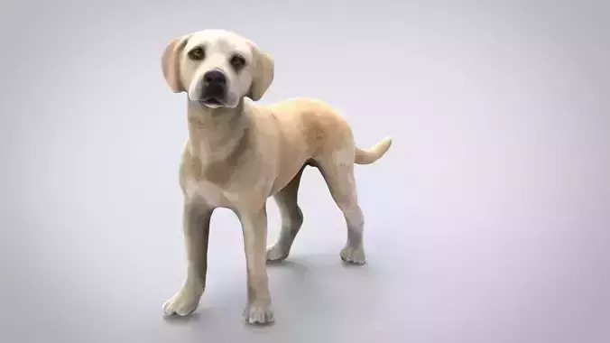 LABRADOR retriever Low-poly 3D model
