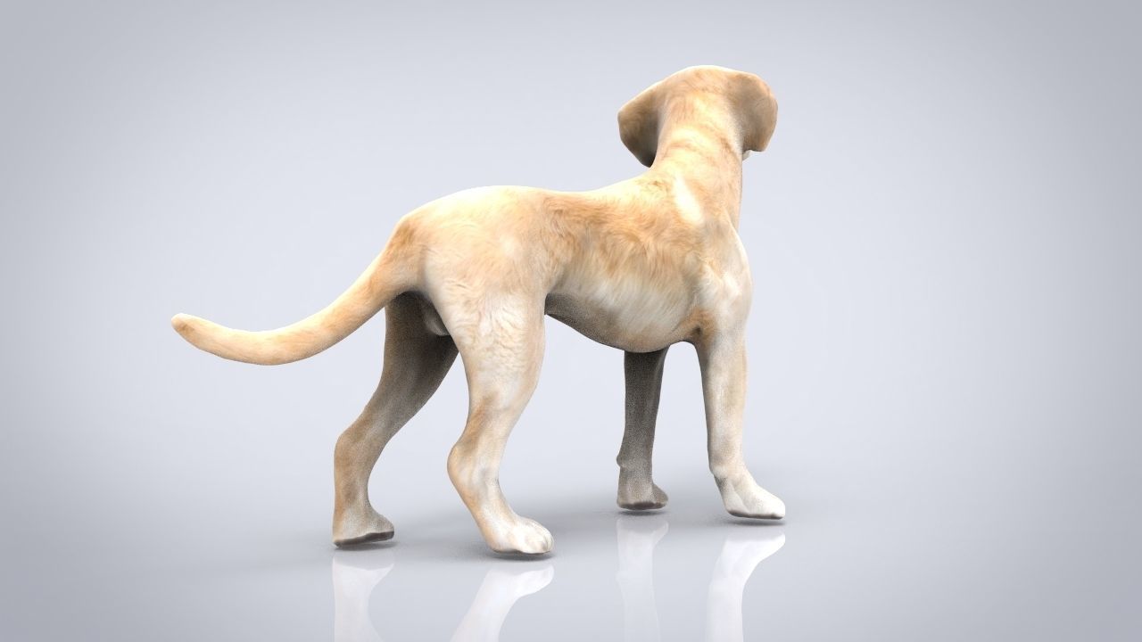LABRADOR retriever Low-poly 3D model_4