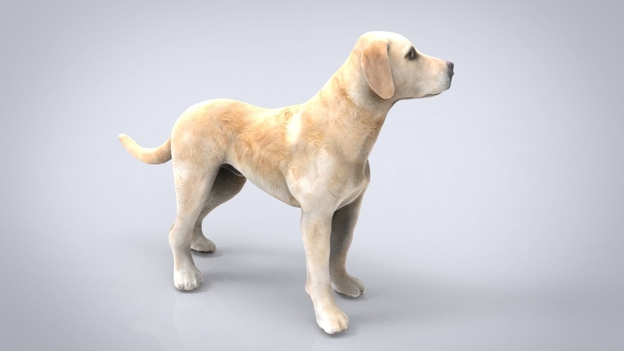 LABRADOR retriever Low-poly 3D model_3