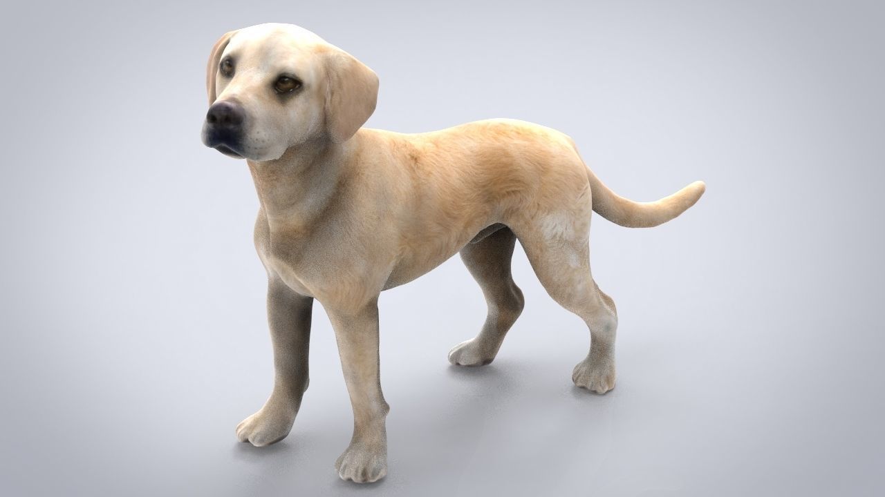 LABRADOR retriever Low-poly 3D model_2