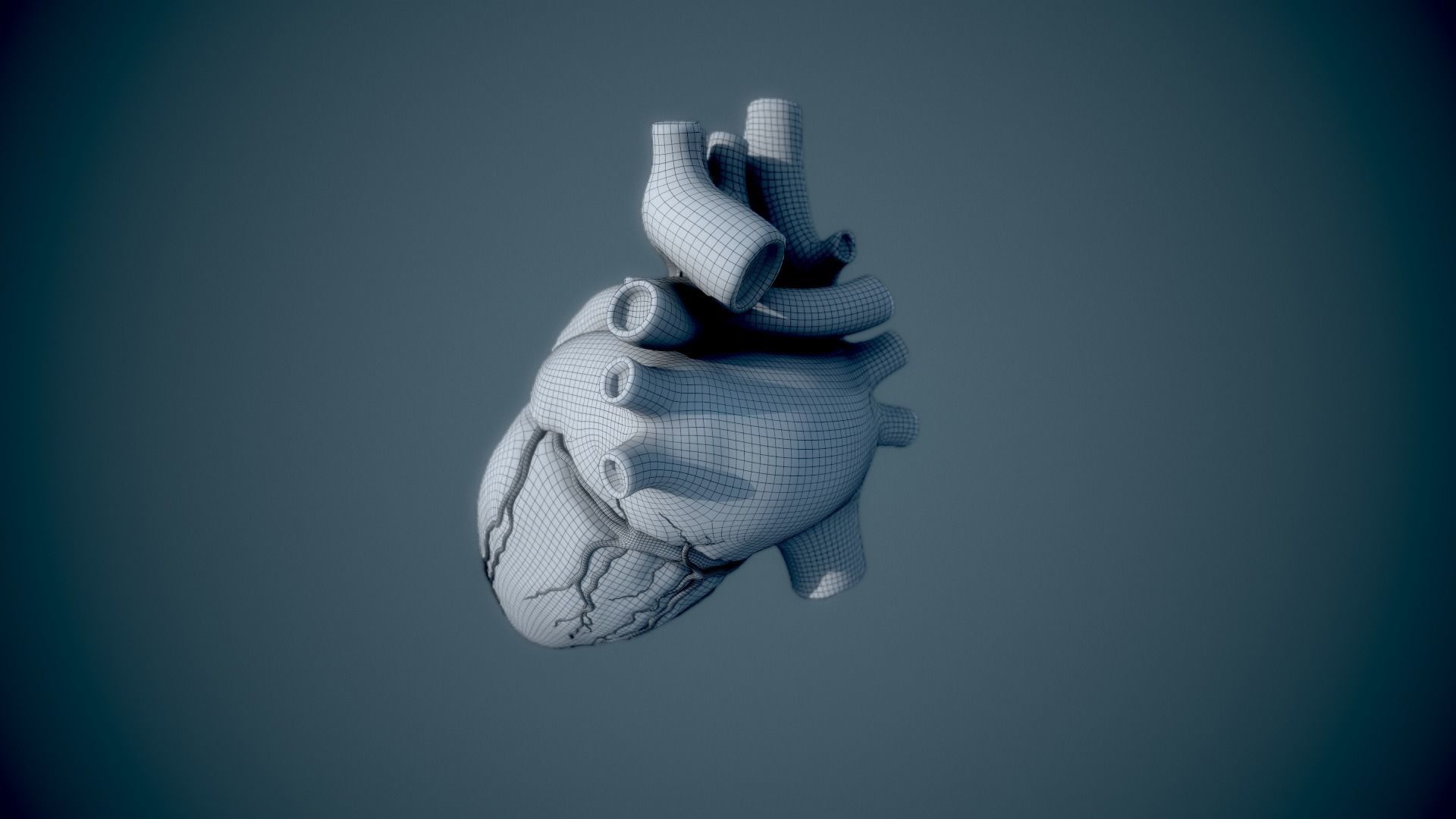 Human Heart - heartbeat animation Low-poly 3D model_24