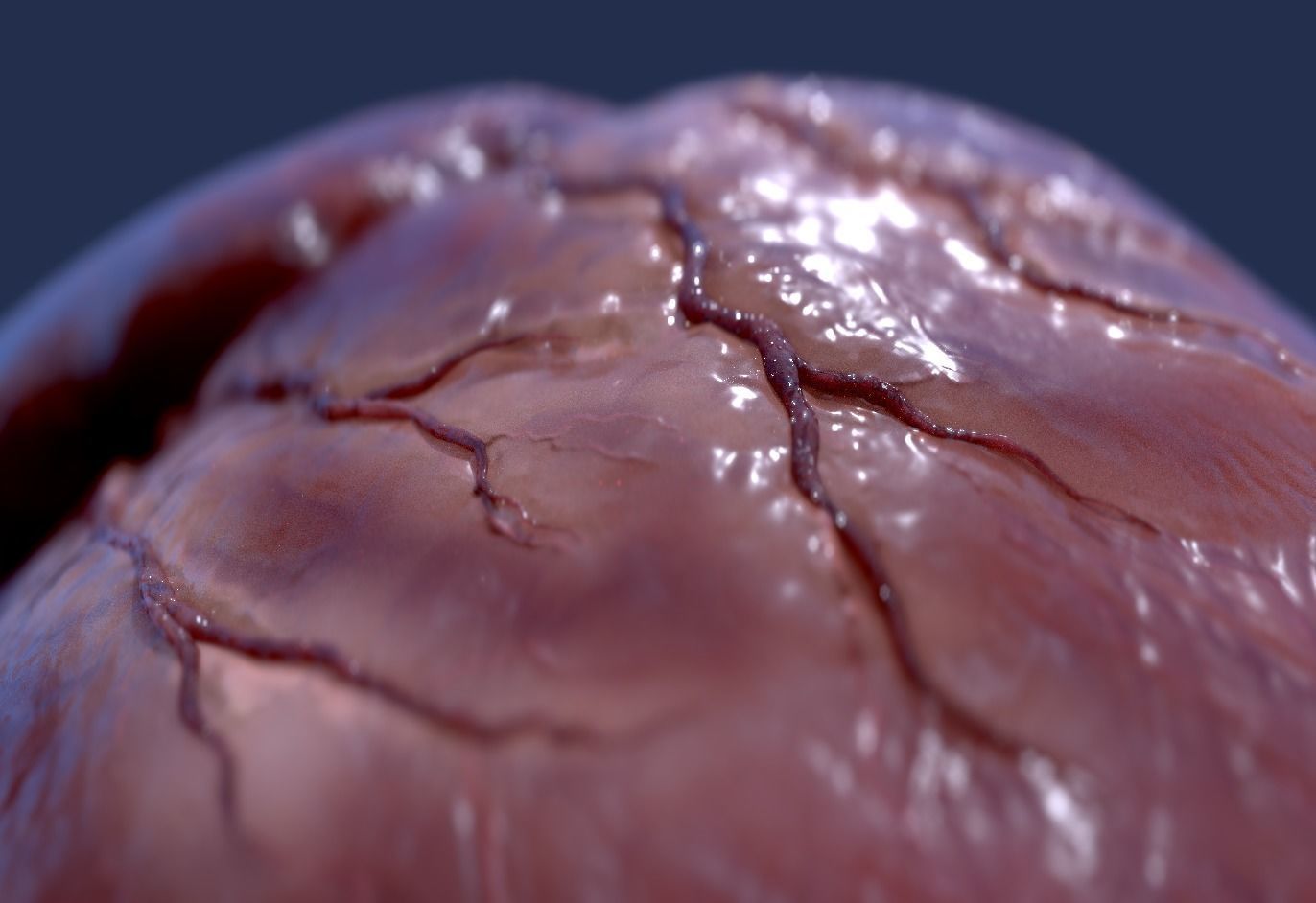 Human Heart - heartbeat animation Low-poly 3D model_15