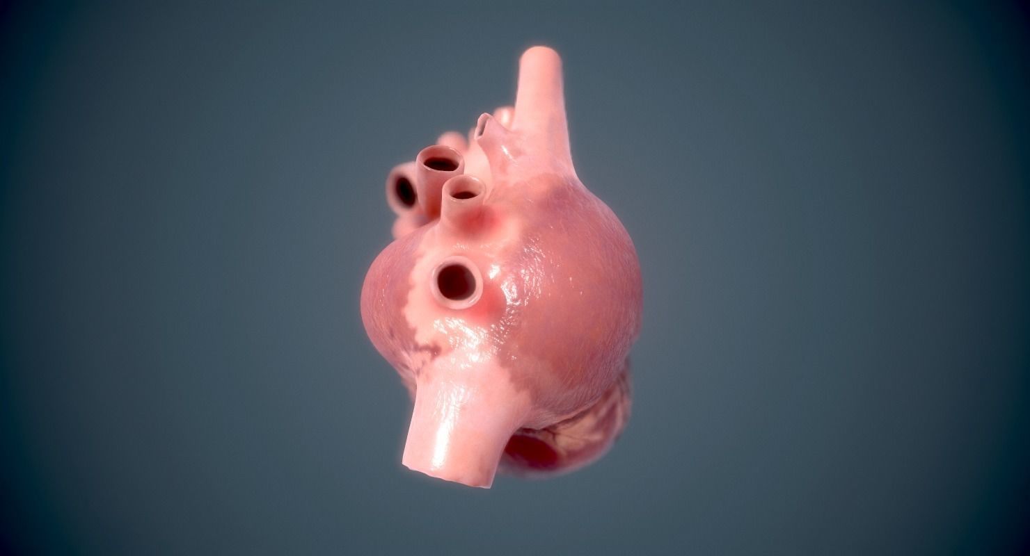 Human Heart - heartbeat animation Low-poly 3D model_9