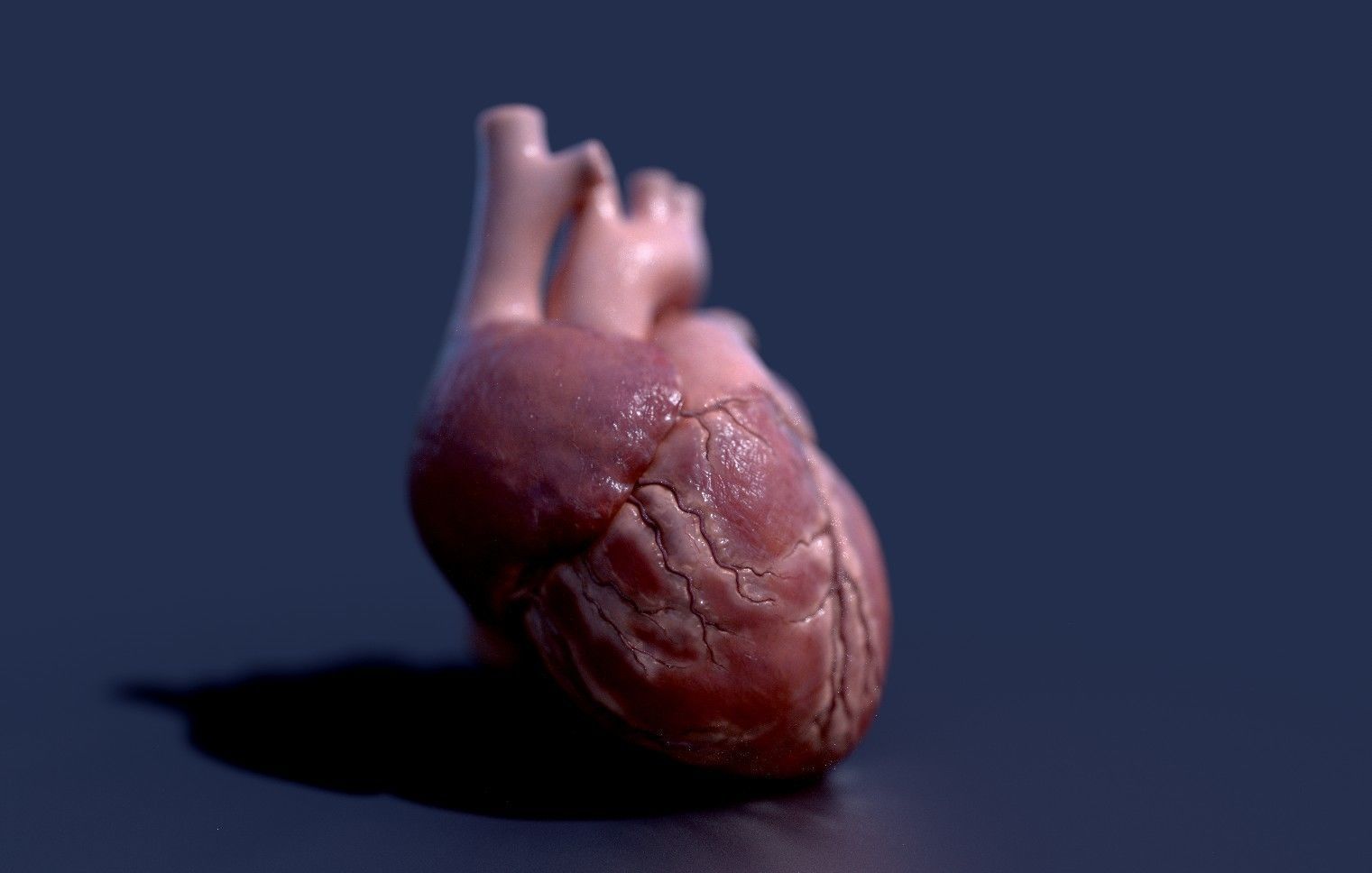 Human Heart - heartbeat animation Low-poly 3D model_14