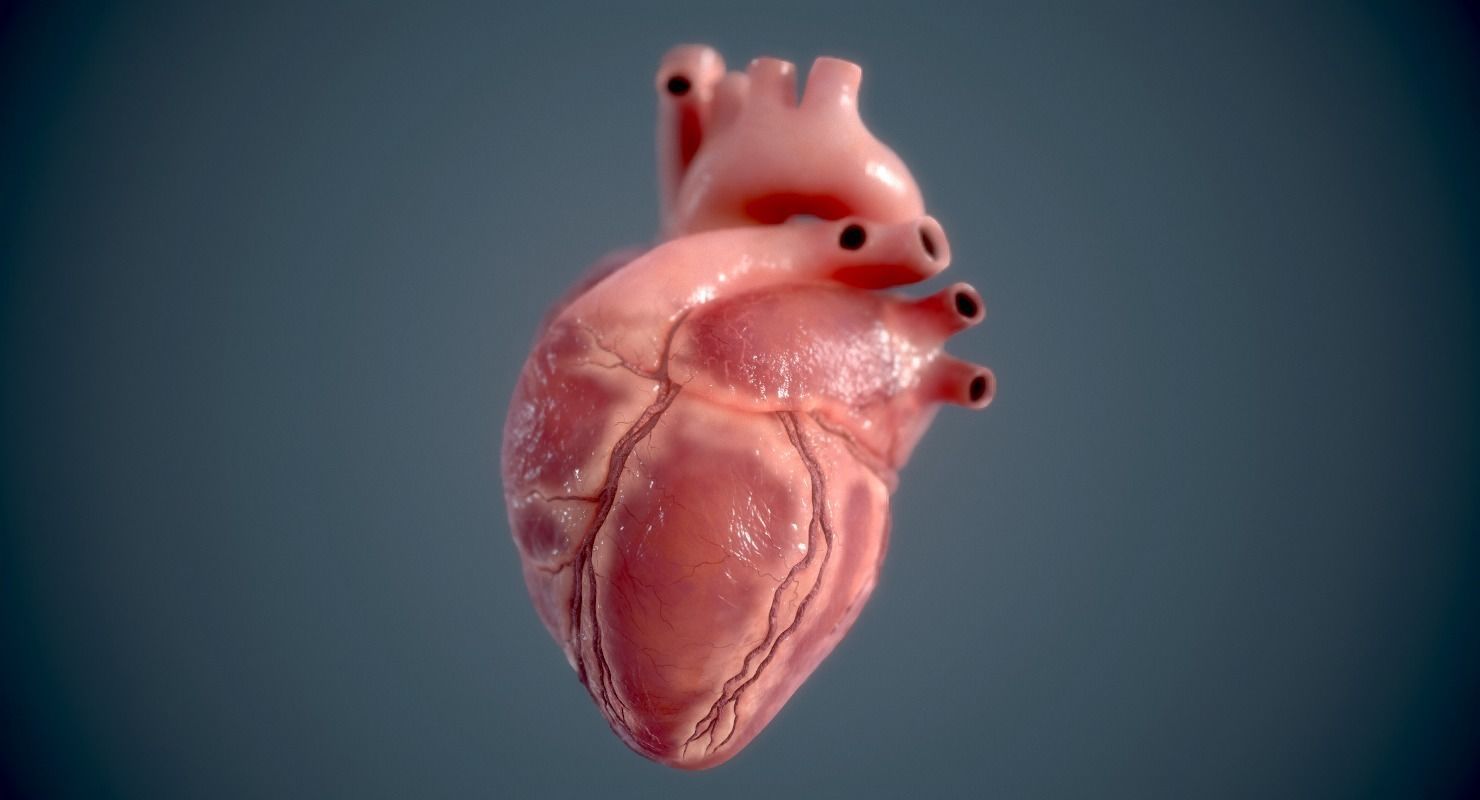 Human Heart - heartbeat animation Low-poly 3D model_7