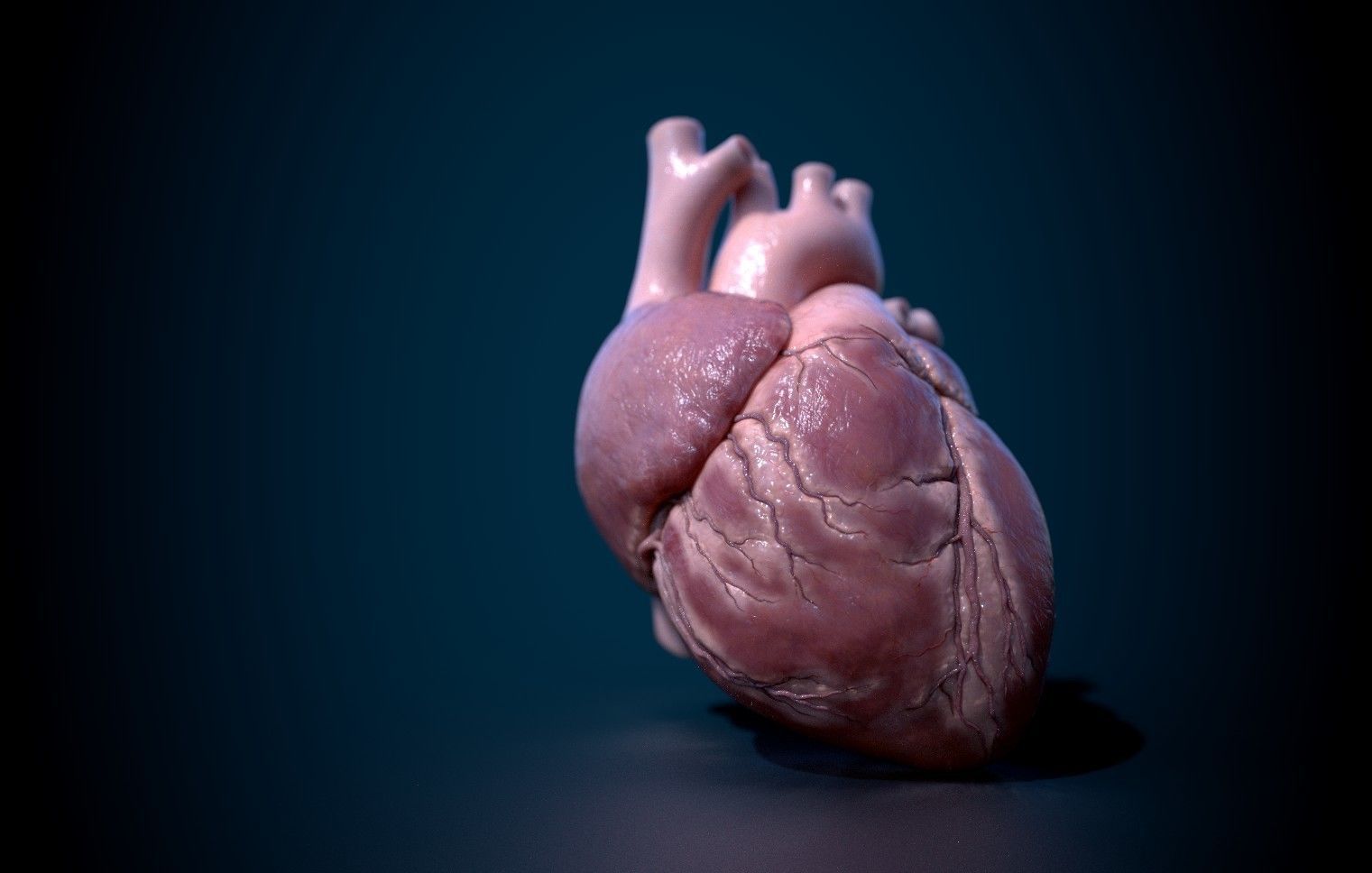 Human Heart - heartbeat animation Low-poly 3D model_13