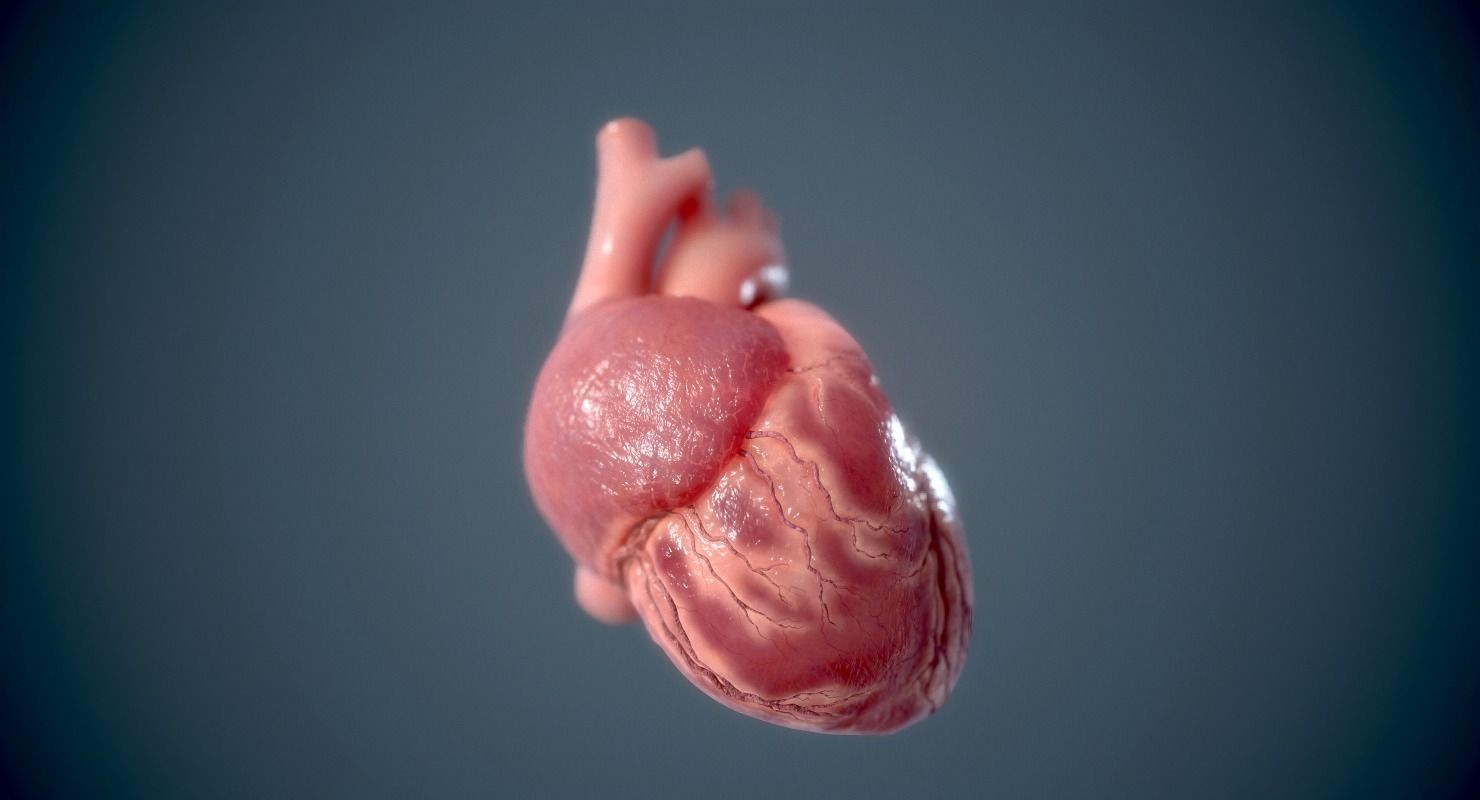 Human Heart - heartbeat animation Low-poly 3D model_10