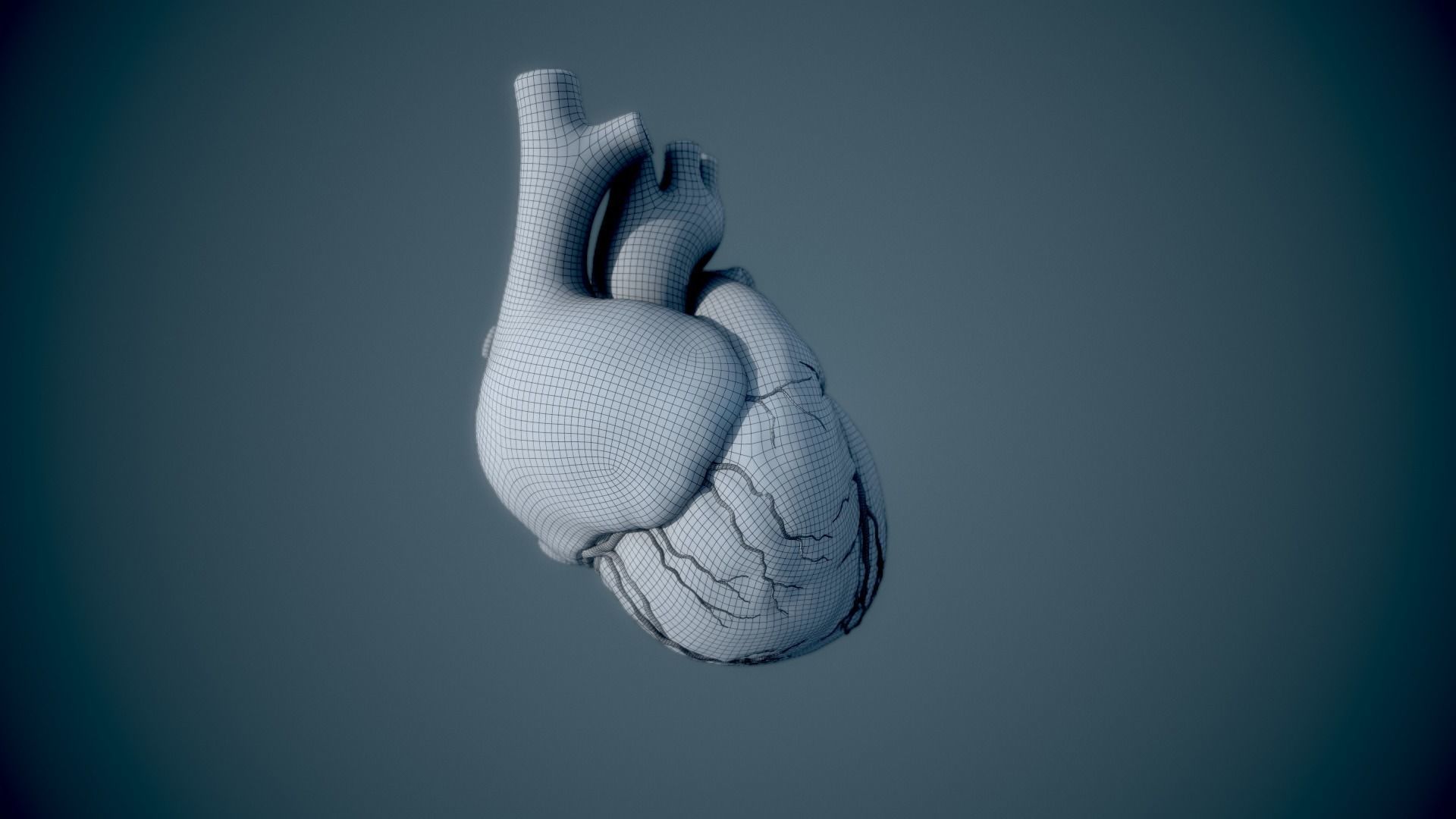 Human Heart - heartbeat animation Low-poly 3D model_19