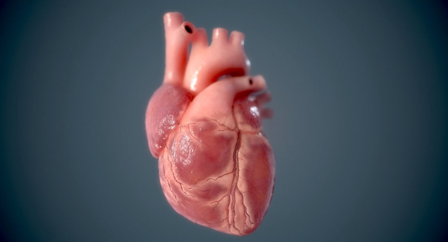 Human Heart - heartbeat animation Low-poly 3D model_6