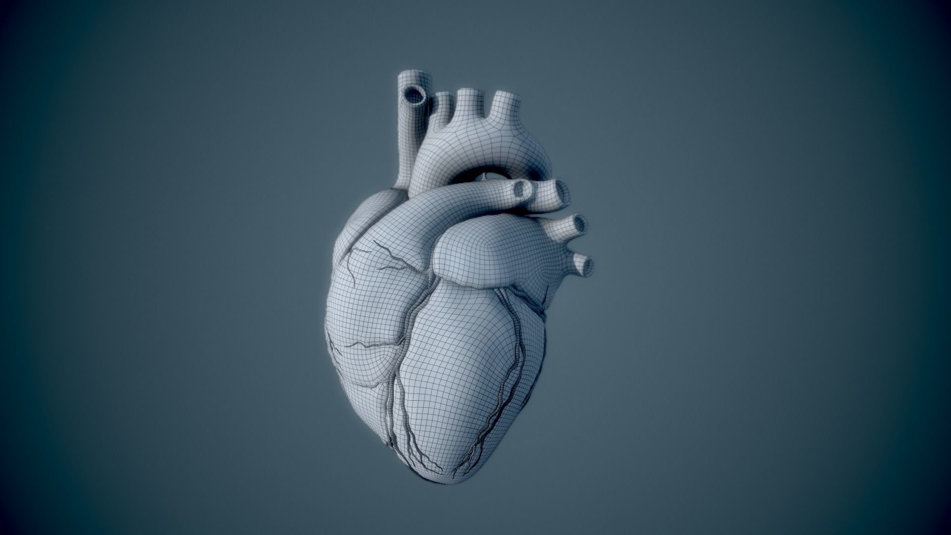 Human Heart - heartbeat animation Low-poly 3D model_21