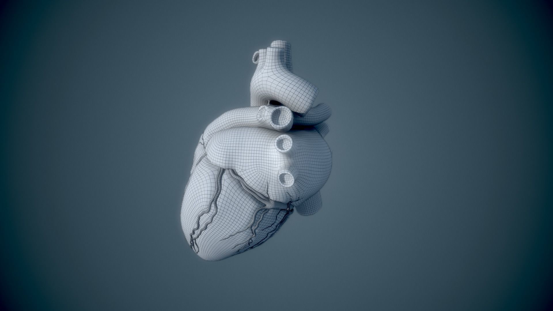 Human Heart - heartbeat animation Low-poly 3D model_22