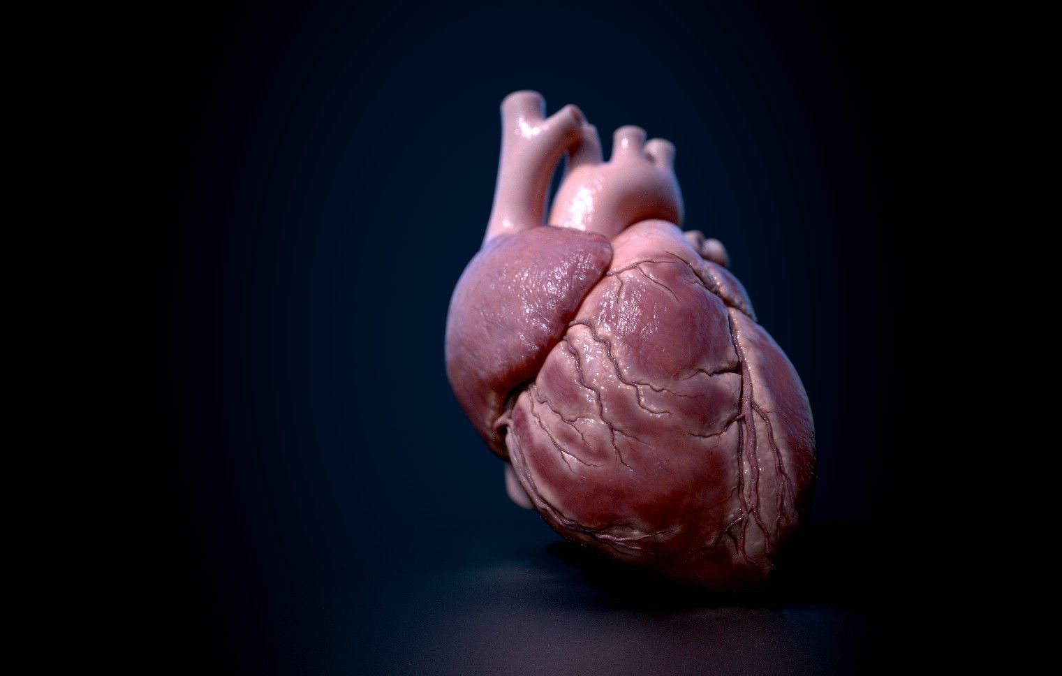 Human Heart - heartbeat animation Low-poly 3D model_12