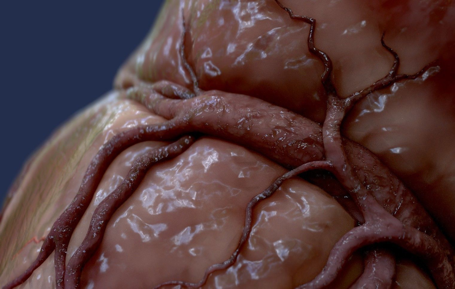 Human Heart - heartbeat animation Low-poly 3D model_17