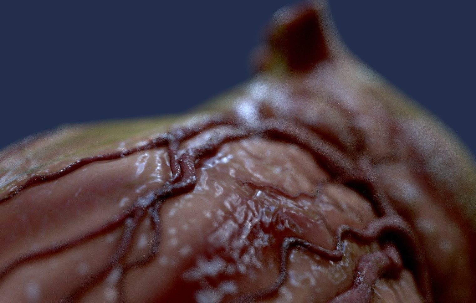 Human Heart - heartbeat animation Low-poly 3D model_18