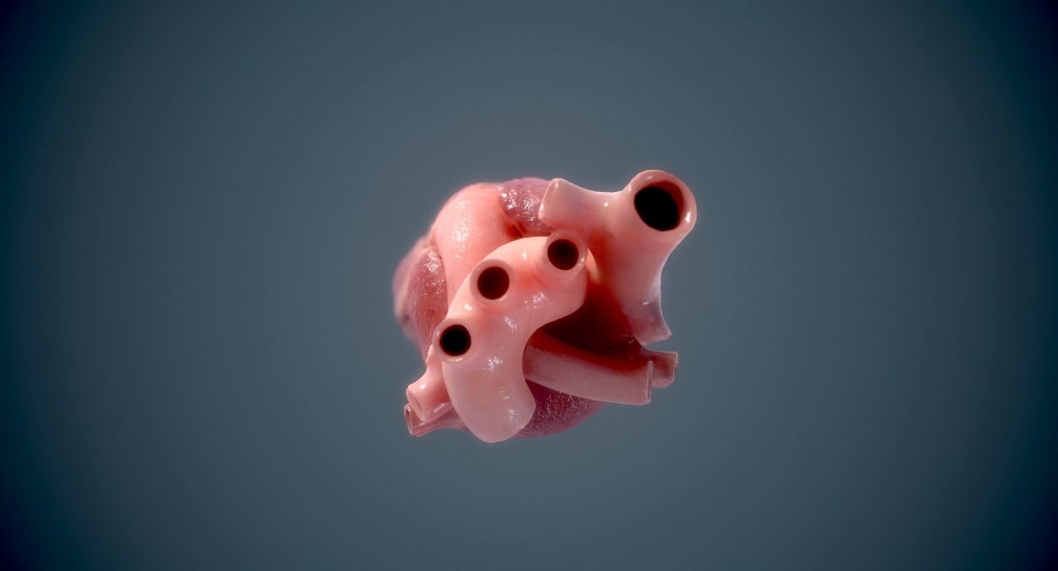 Human Heart - heartbeat animation Low-poly 3D model_11